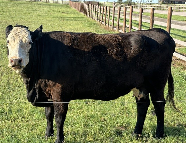Wagyu Cow Calf Pair- Cow 50%/Calf 75%- DNA Verified